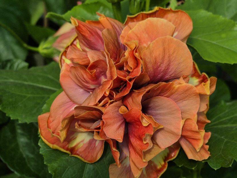 e9aa8352-9862-4eaa-aaed-2144f27141a9 - 0006 - Hibiscusi 2025 - 2