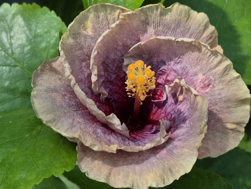 95d61919-a521-46a2-978e-db66fdf4cc6b - 0006 - Hibiscusi 2025 - 2