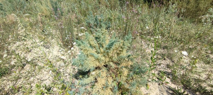 plante 9 - zona garii si ozana