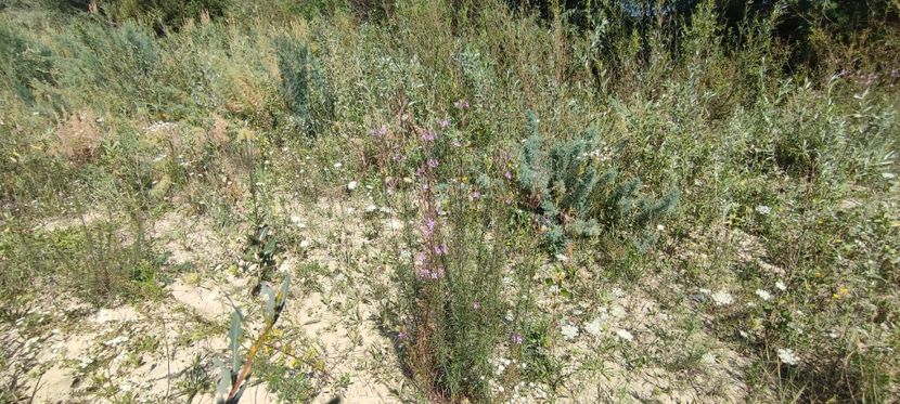 plante 8 - zona garii si ozana