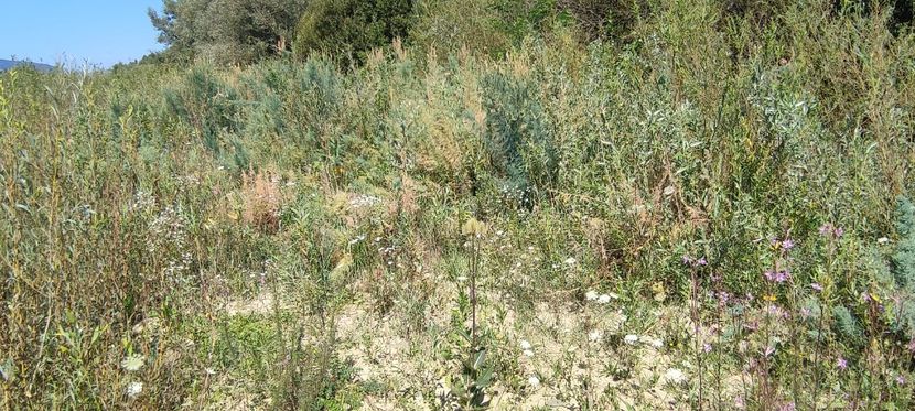 plante 7 - zona garii si ozana