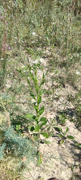 plante 6 - zona garii si ozana