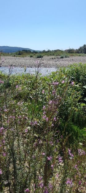 plante 5 - zona garii si ozana