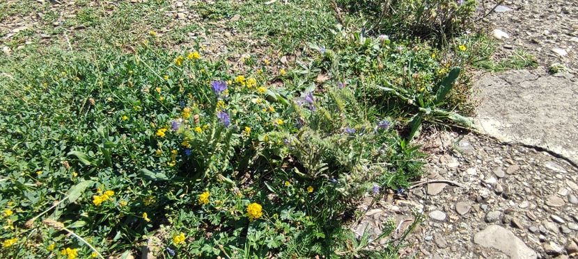 plante 4 - zona garii si ozana