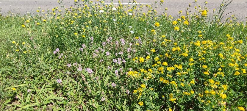 plante 3 - zona garii si ozana