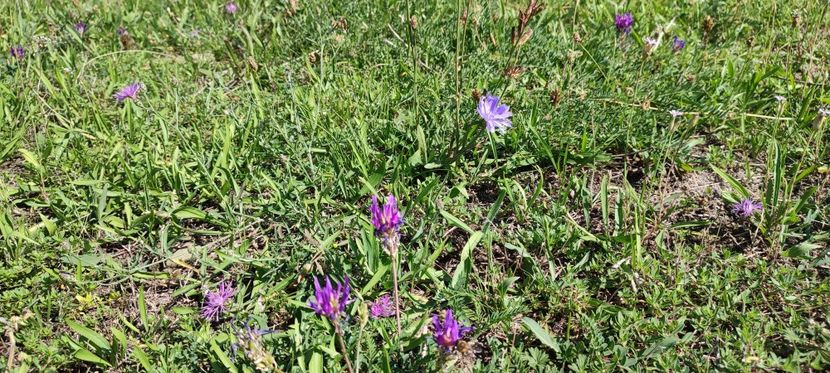 plante 2 cicoare - zona garii si ozana