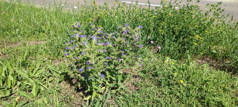 plante1 - zona garii si ozana