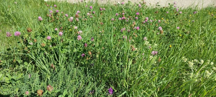 trifoi rosu - zona garii si ozana