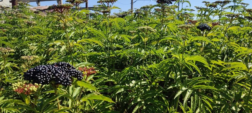 plante - zona garii si ozana