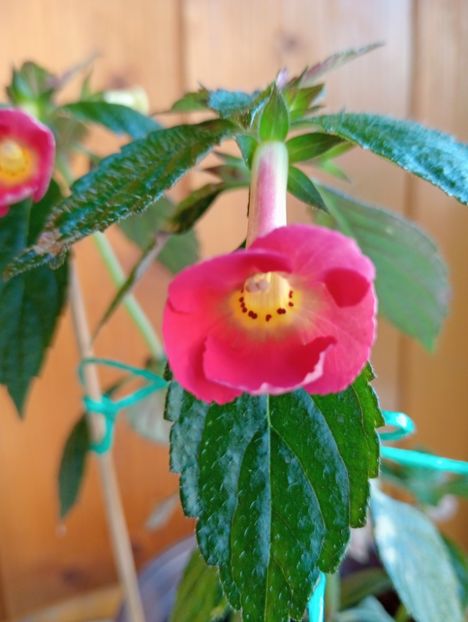 Peach Cascade Improved - - - - 2025