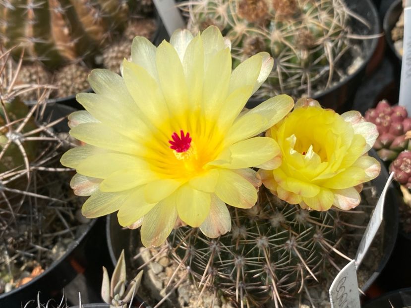  - Cactusi 2025