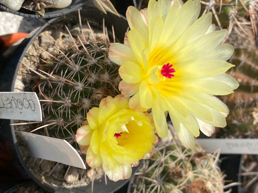  - Cactusi 2025