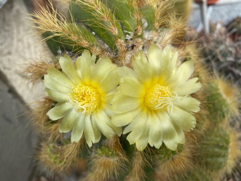  - Cactusi 2025
