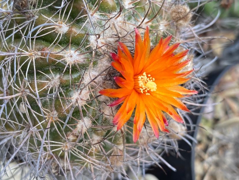  - Cactusi 2025