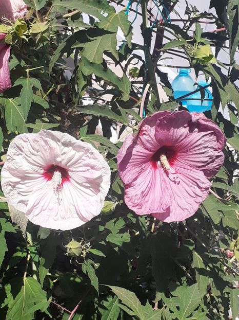 - HIBISCUS MOSCHETUOS