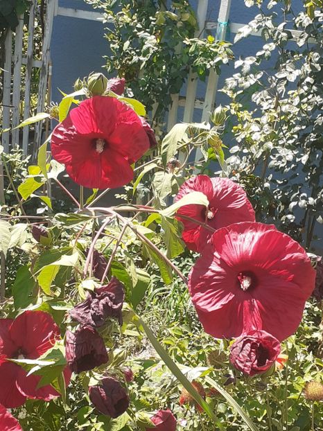  - HIBISCUS MOSCHETUOS