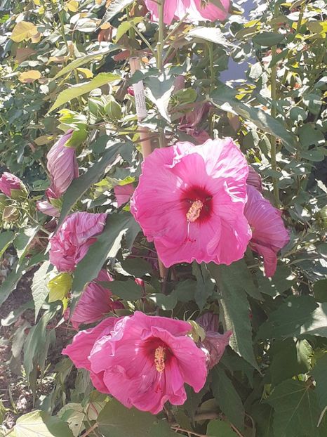  - HIBISCUS MOSCHETUOS