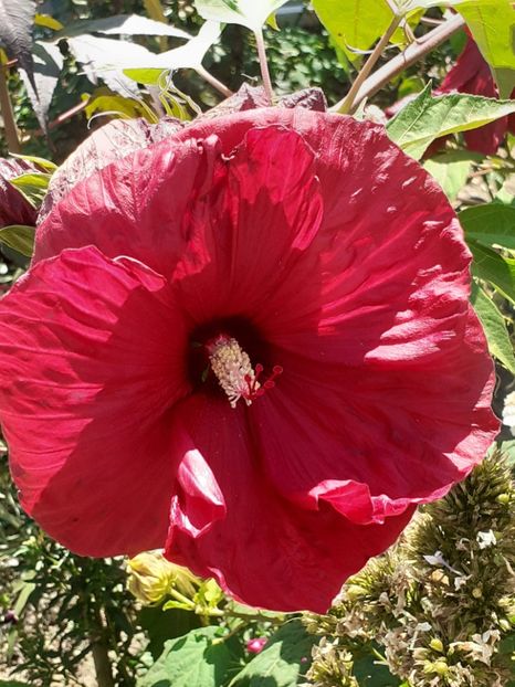  - HIBISCUS MOSCHETUOS