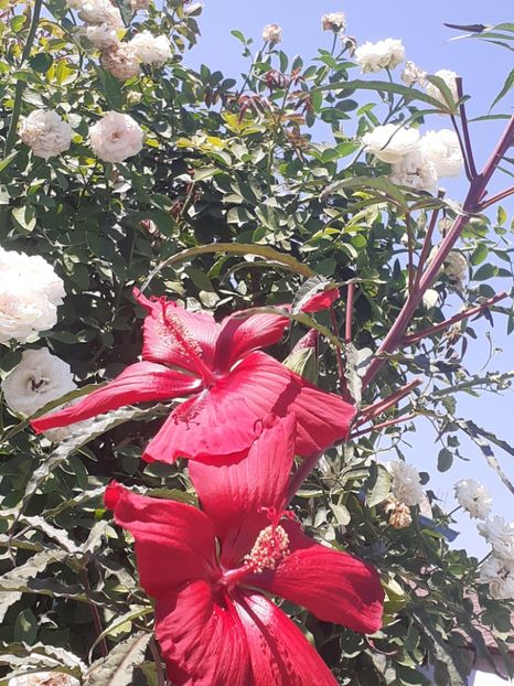  - HIBISCUS MOSCHETUOS