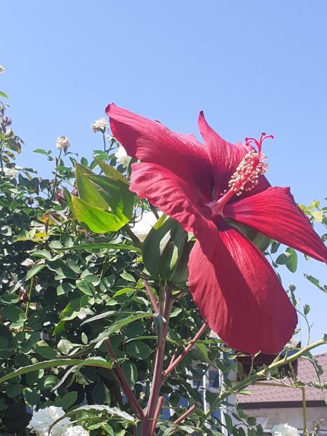  - HIBISCUS MOSCHETUOS