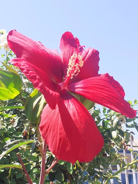  - HIBISCUS MOSCHETUOS
