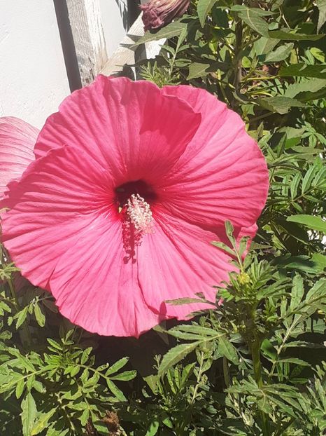  - HIBISCUS MOSCHETUOS