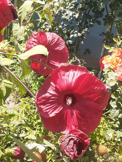  - HIBISCUS MOSCHETUOS