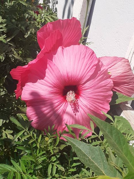  - HIBISCUS MOSCHETUOS