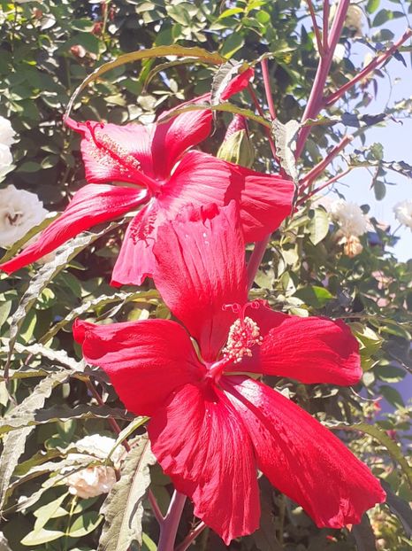  - HIBISCUS MOSCHETUOS