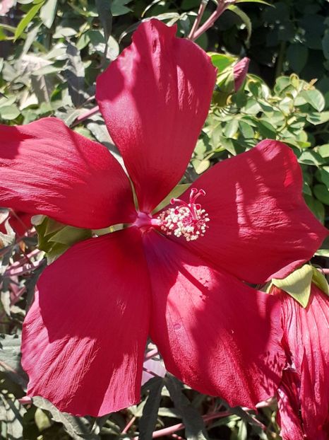  - HIBISCUS MOSCHETUOS
