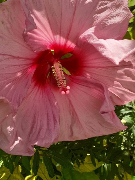  - HIBISCUS MOSCHETUOS