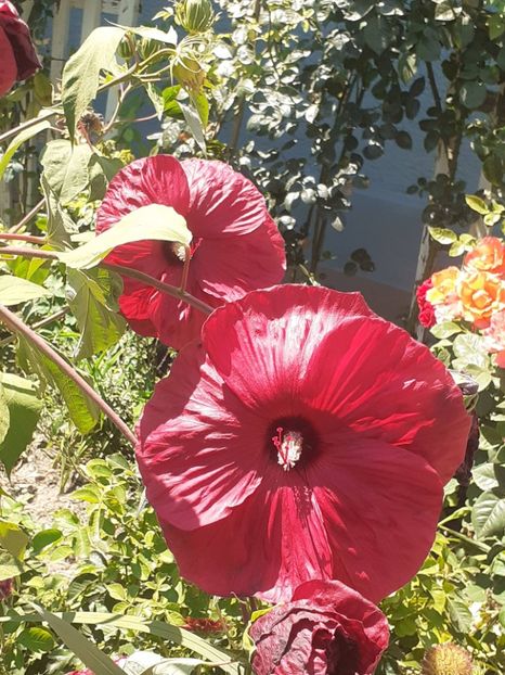  - HIBISCUS MOSCHETUOS