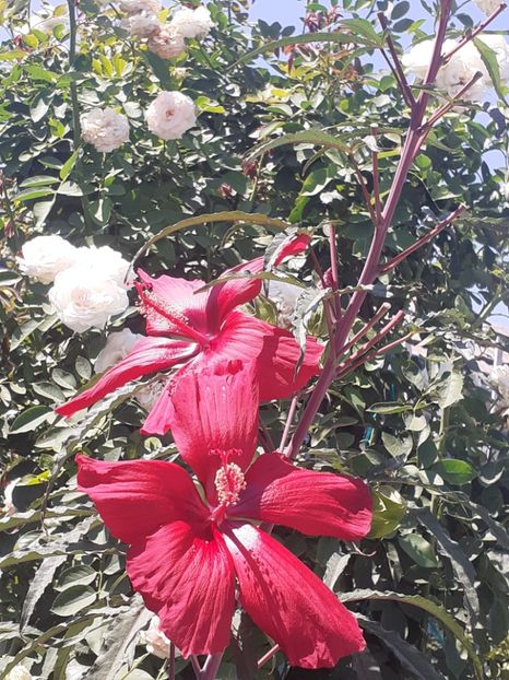  - HIBISCUS MOSCHETUOS