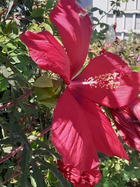  - HIBISCUS MOSCHETUOS