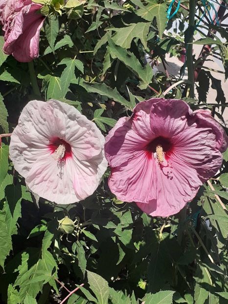  - HIBISCUS MOSCHETUOS