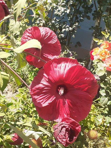  - HIBISCUS MOSCHETUOS