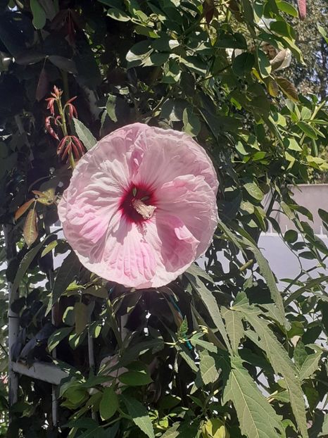  - HIBISCUS MOSCHETUOS