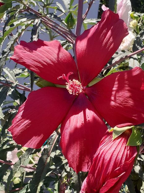  - HIBISCUS MOSCHETUOS