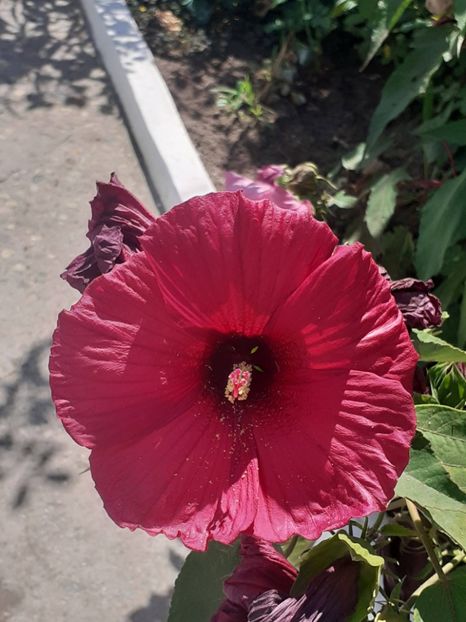  - HIBISCUS MOSCHETUOS