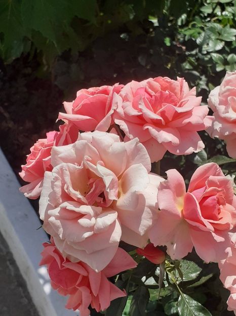  - 05 - TRANDAFIRII MEI ACHIZIȚIONAȚI IN DECURSUL ANILOR