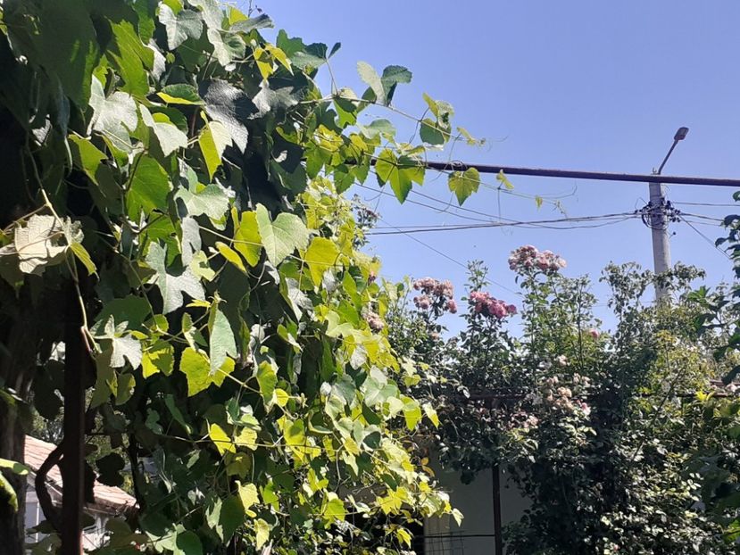  - 05 - TRANDAFIRII MEI ACHIZIȚIONAȚI IN DECURSUL ANILOR