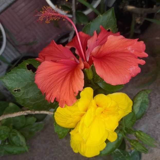 11.08.2025 - HIBISCUSI 2025-3