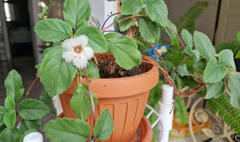 2025 Alsobia - Alte plante de interior