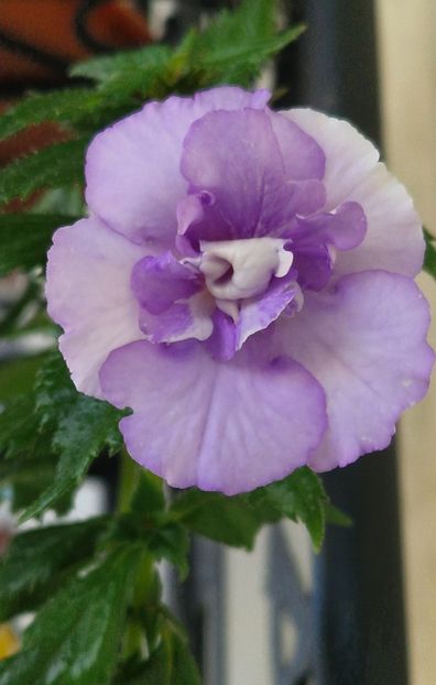 Made in Heaven - Achimenes 2025