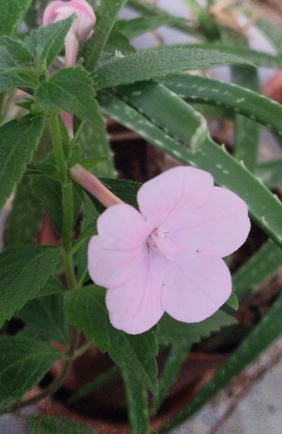 2025 - Double Pink Rose p