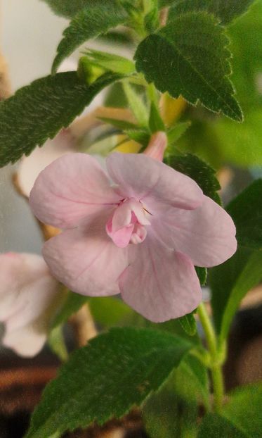  - Double Pink Rose p