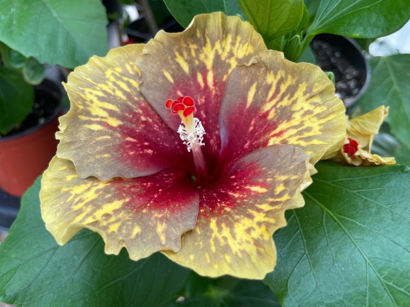  - MMT Pamant romanesc