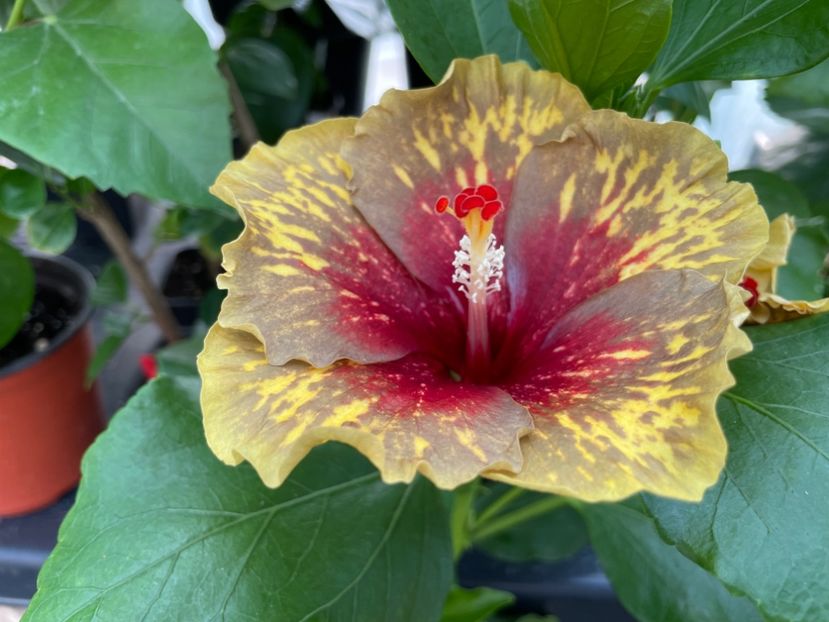  - MMT Pamant romanesc