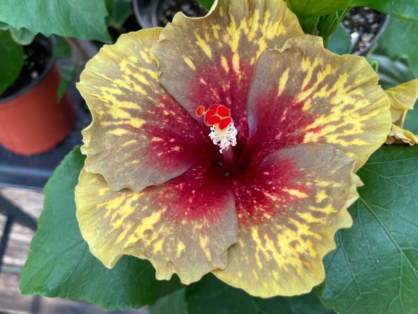  - MMT Pamant romanesc