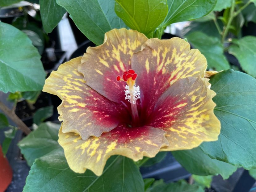  - MMT Pamant romanesc